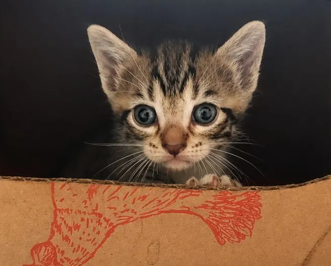 Gato raça SRD-ViraLata idade 2 a 6 meses nome Tom