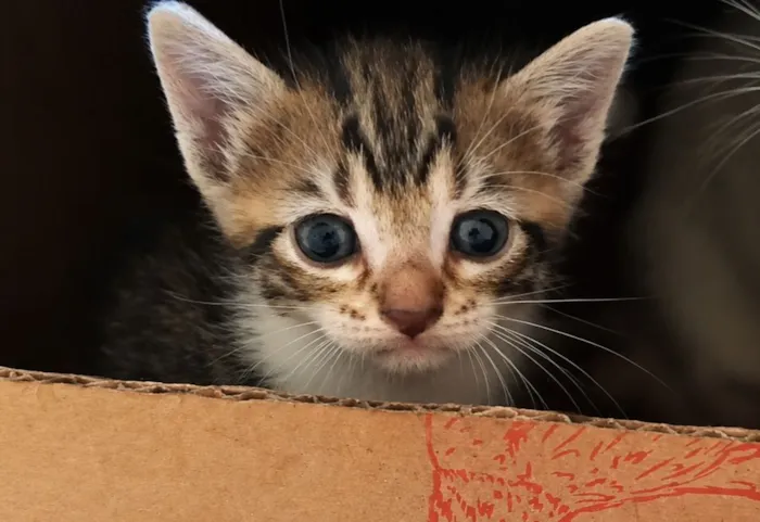 Gato raça SRD-ViraLata idade 2 a 6 meses nome Tom