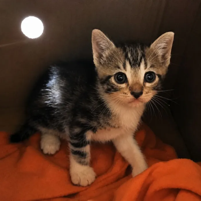 Gato raça SRD-ViraLata idade 2 a 6 meses nome Tom