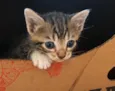 Tom