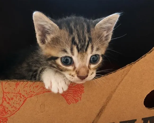 Gato raça SRD-ViraLata idade 2 a 6 meses nome Tom