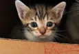 Tom