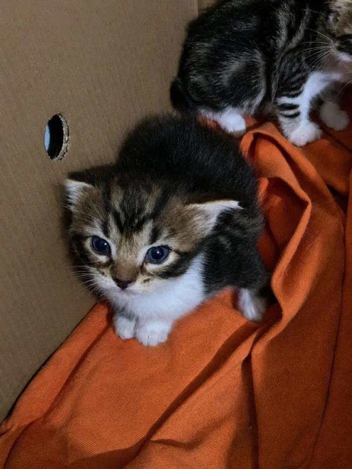 Gato raça SRD-ViraLata idade 2 a 6 meses nome Nina