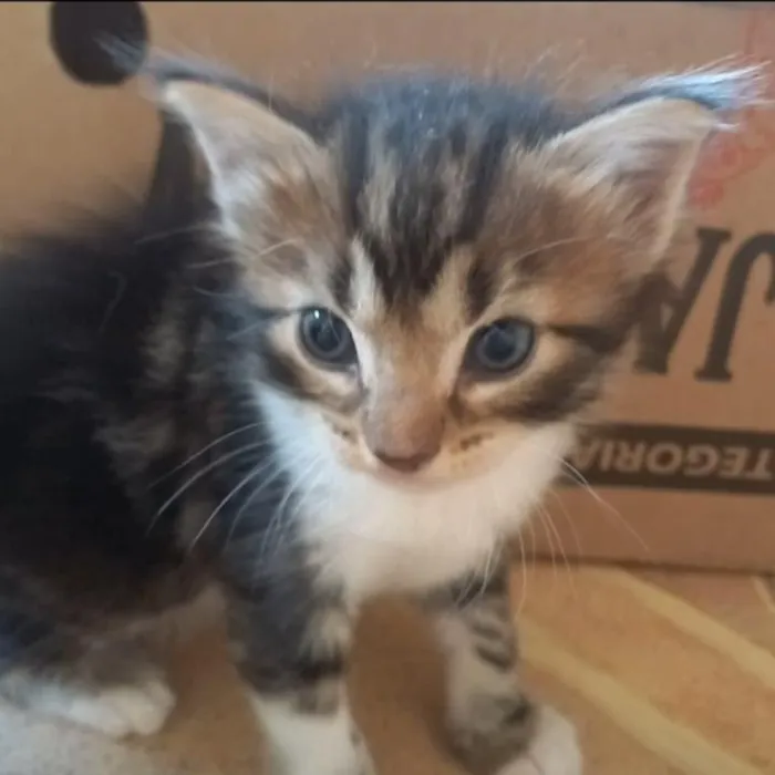 Gato raça SRD-ViraLata idade 2 a 6 meses nome Nina