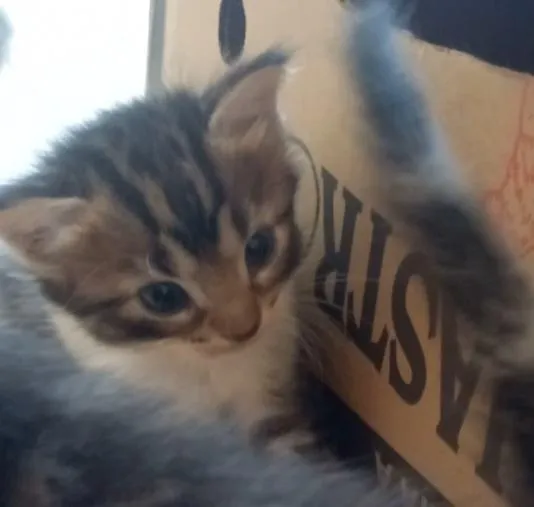 Gato raça SRD-ViraLata idade 2 a 6 meses nome Nina