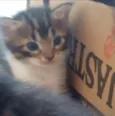 Nina