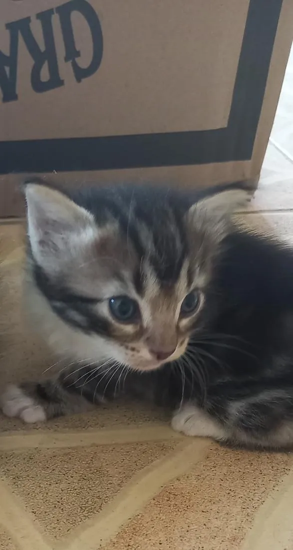 Gato raça SRD-ViraLata idade 2 a 6 meses nome Nina