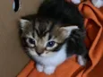 Nina