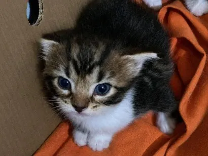 Gato raça SRD-ViraLata idade 2 a 6 meses nome Nina