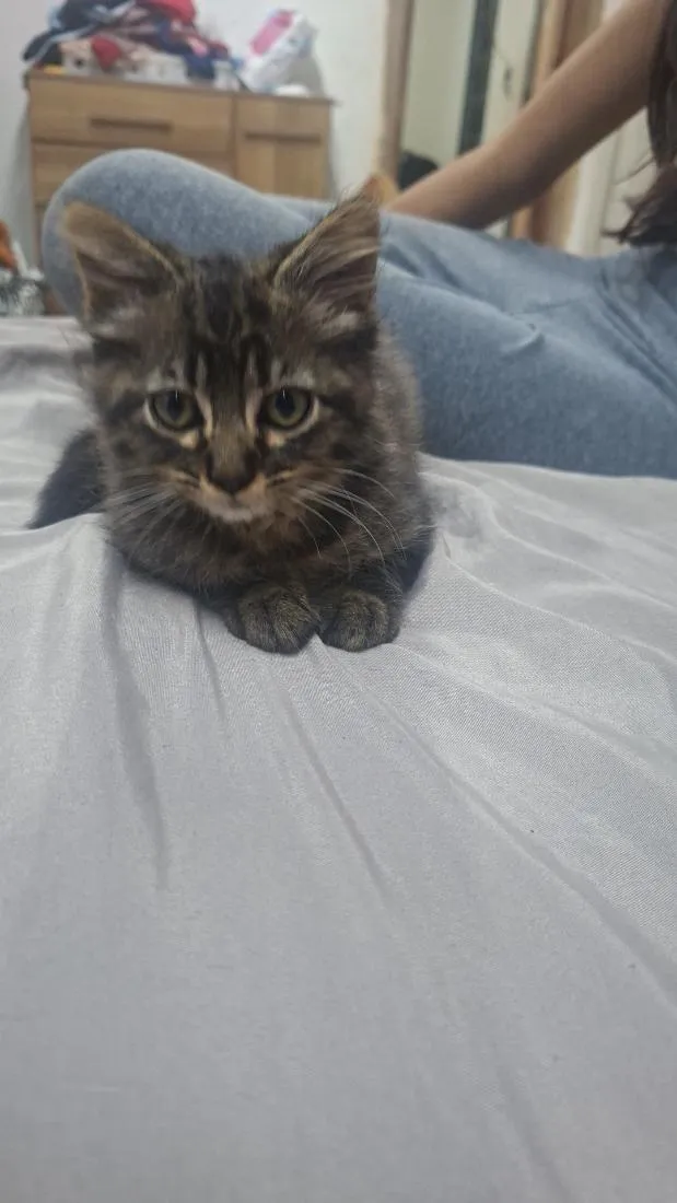 Gato raça SRD-ViraLata idade 2 a 6 meses nome Lua