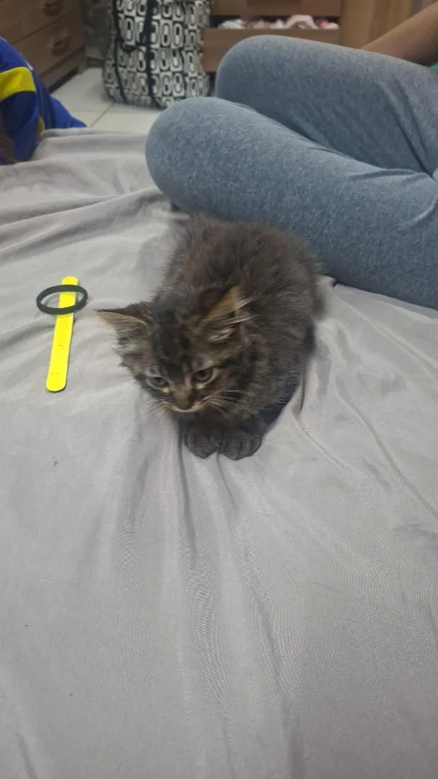 Gato raça SRD-ViraLata idade 2 a 6 meses nome Lua