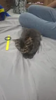 Lua