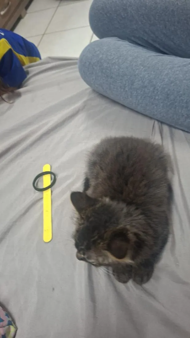 Gato raça SRD-ViraLata idade 2 a 6 meses nome Lua