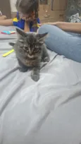 Lua