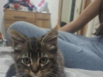 Gato raça SRD-ViraLata idade 2 a 6 meses nome Lua