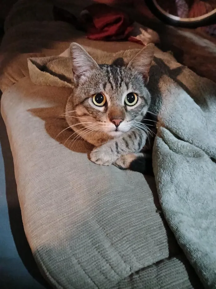 Gato raça SRD-ViraLata idade 2 anos nome Tigrão