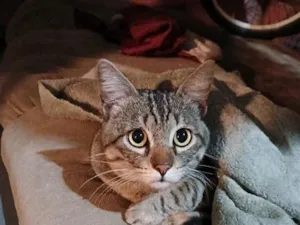 Gato raça SRD-ViraLata idade 2 anos nome Tigrão