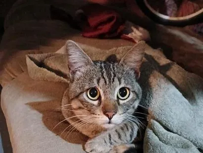 Gato raça SRD-ViraLata idade 2 anos nome Tigrão