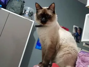 Gato raça Siamês idade 1 ano nome Mingau