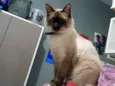 Mingau