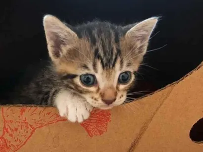 Gato raça SRD-ViraLata idade 2 a 6 meses nome Tom