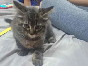 Gato raça SRD-ViraLata idade 2 a 6 meses nome Lua