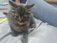 Lua