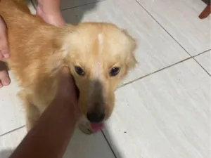 Cachorro raça SRD-ViraLata idade 1 ano nome Pandora