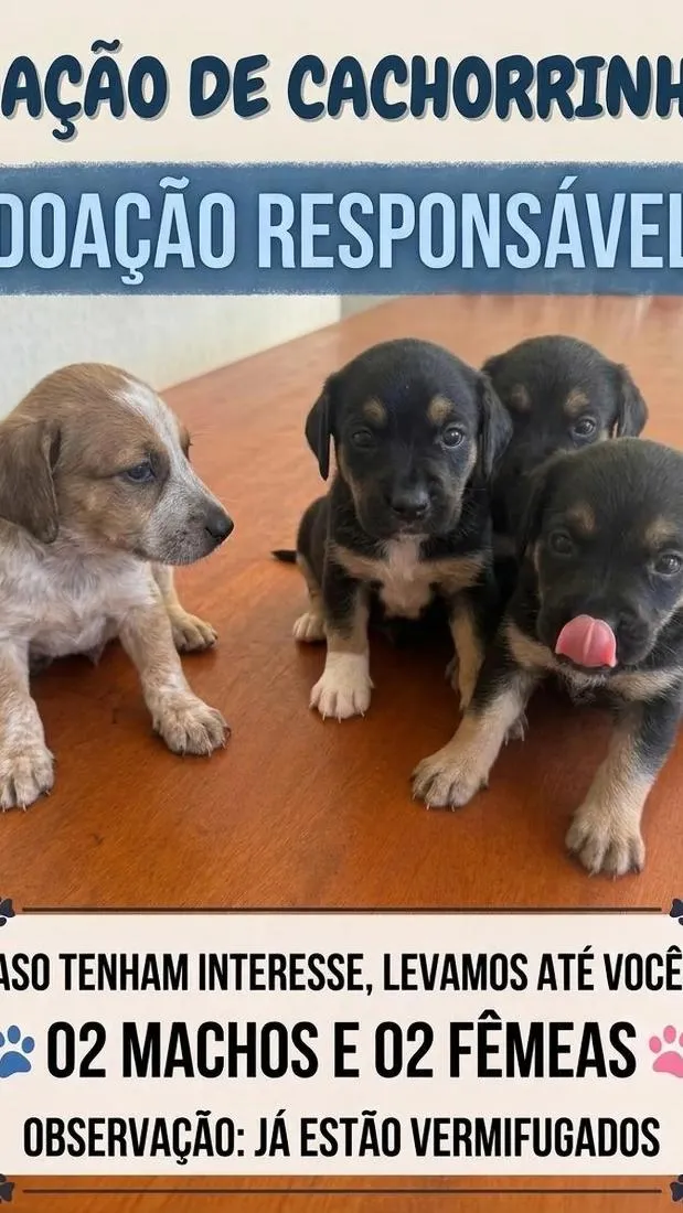 Cachorro raça SRD-ViraLata idade Abaixo de 2 meses nome sem nome