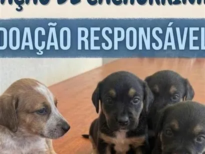 Cachorro raça SRD-ViraLata idade Abaixo de 2 meses nome sem nome