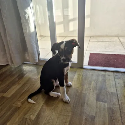 Cachorro raça SRD-ViraLata idade 2 a 6 meses nome brie