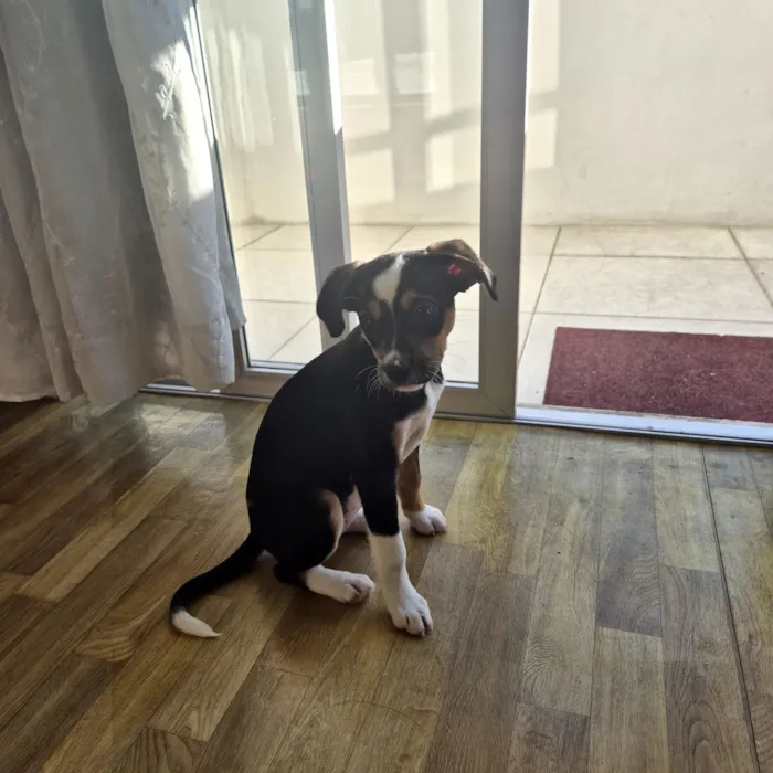 Cachorro raça SRD-ViraLata idade 2 a 6 meses nome brie