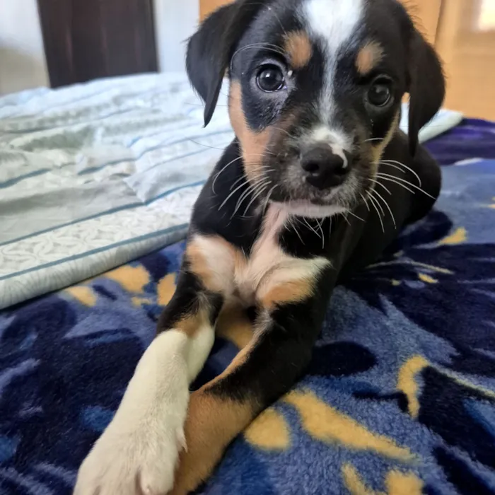 Cachorro raça SRD-ViraLata idade 2 a 6 meses nome brie