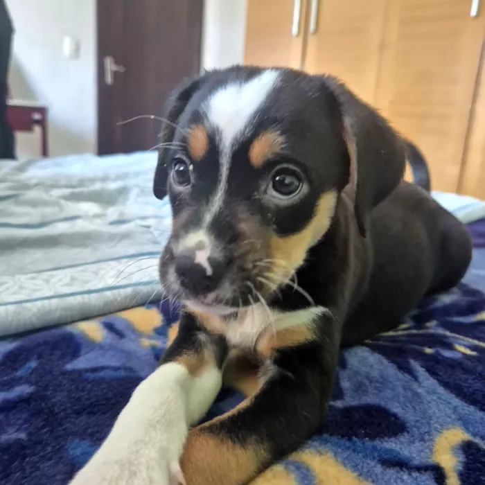 Cachorro raça SRD-ViraLata idade 2 a 6 meses nome brie