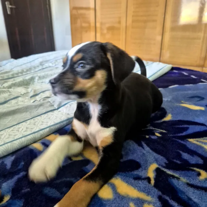 Cachorro raça SRD-ViraLata idade 2 a 6 meses nome brie