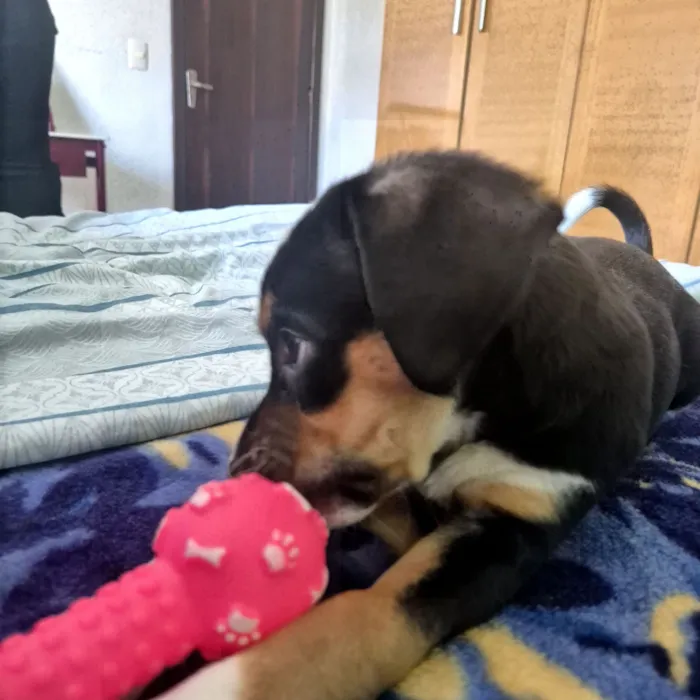 Cachorro raça SRD-ViraLata idade 2 a 6 meses nome brie