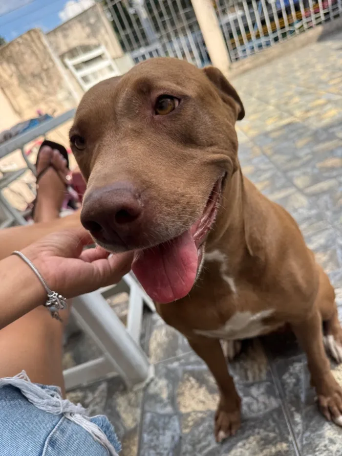 Cachorro raça Pit-Bull idade 4 anos nome Nala vitória 