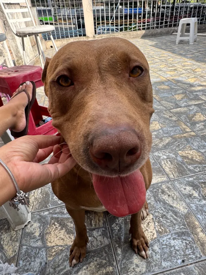 Cachorro raça Pit-Bull idade 4 anos nome Nala vitória 