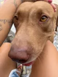 Nala vitória
