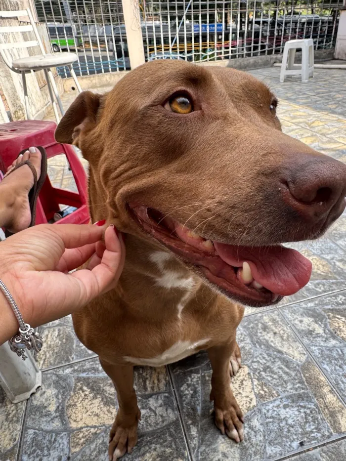 Cachorro raça Pit-Bull idade 4 anos nome Nala vitória 