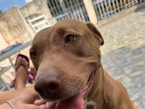 Cachorro raça Pit-Bull idade 4 anos nome Nala vitória 