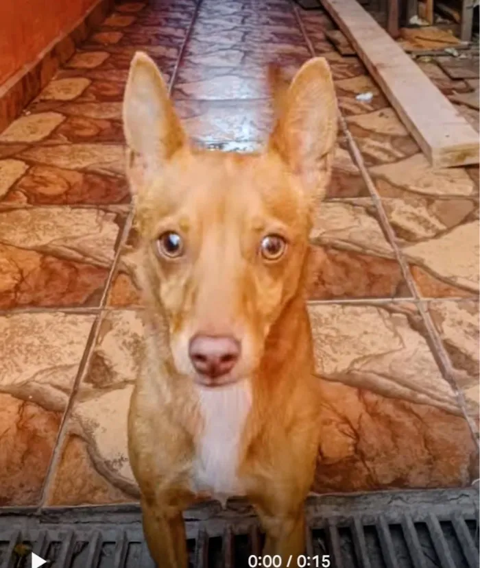 Cachorro raça Pinscher idade 1 ano nome puff
