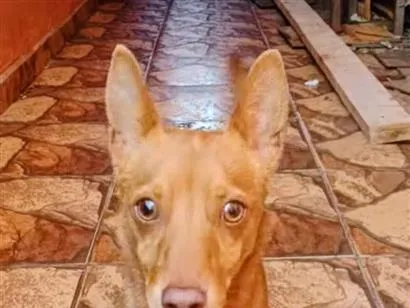 Cachorro raça Pinscher idade 1 ano nome puff