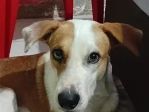 Cachorro raça SRD-ViraLata idade 1 ano nome Zeus 