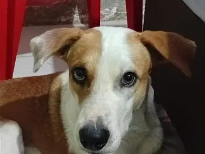 Cachorro raça SRD-ViraLata idade 1 ano nome Zeus 