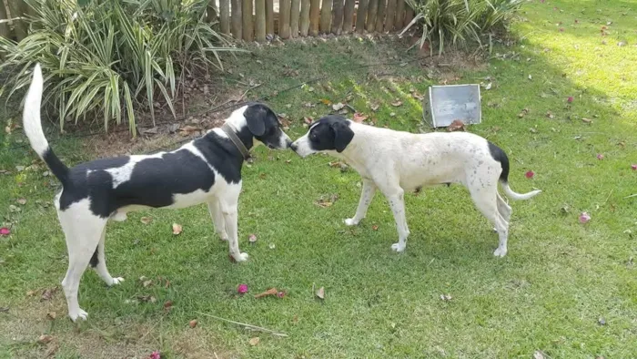 Cachorro raça Perdigueiro idade 6 ou mais anos nome barão 