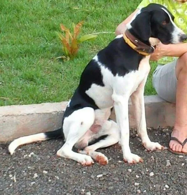 Cachorro raça Perdigueiro idade 6 ou mais anos nome barão 