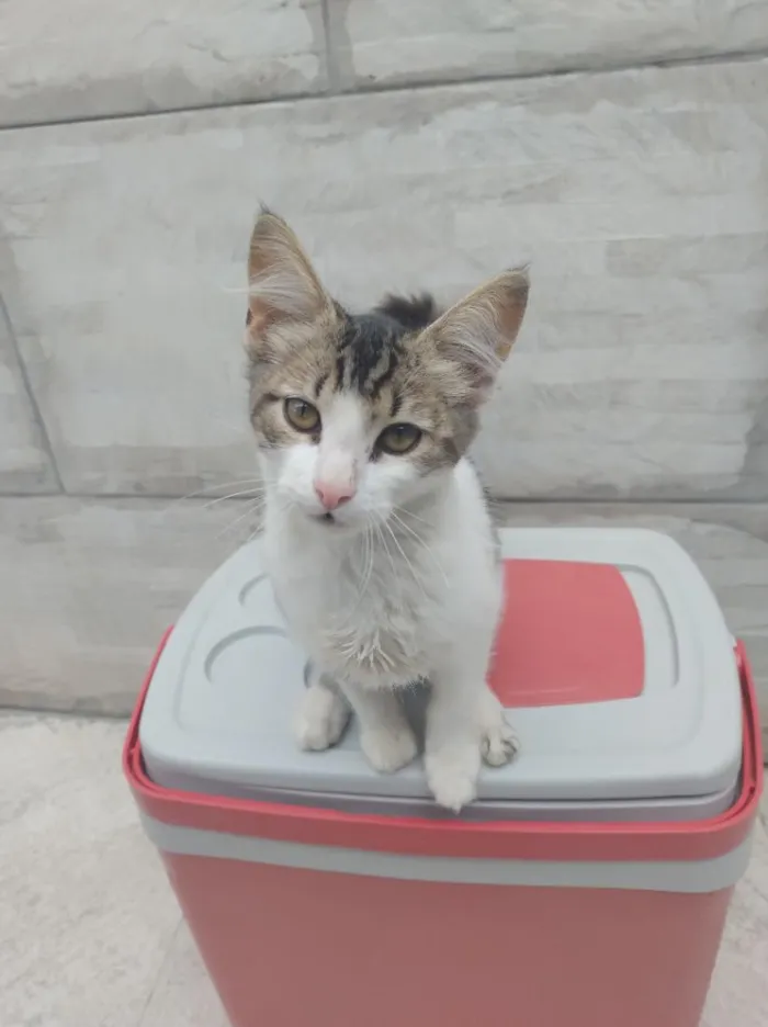 Gato raça SRD-ViraLata idade 2 a 6 meses nome João 