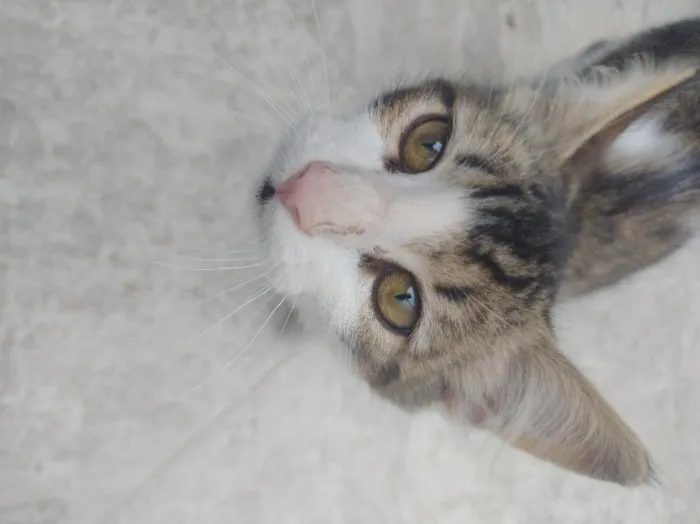 Gato raça SRD-ViraLata idade 2 a 6 meses nome João 