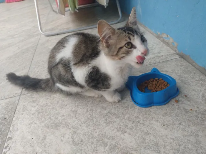 Gato raça SRD-ViraLata idade 2 a 6 meses nome João 